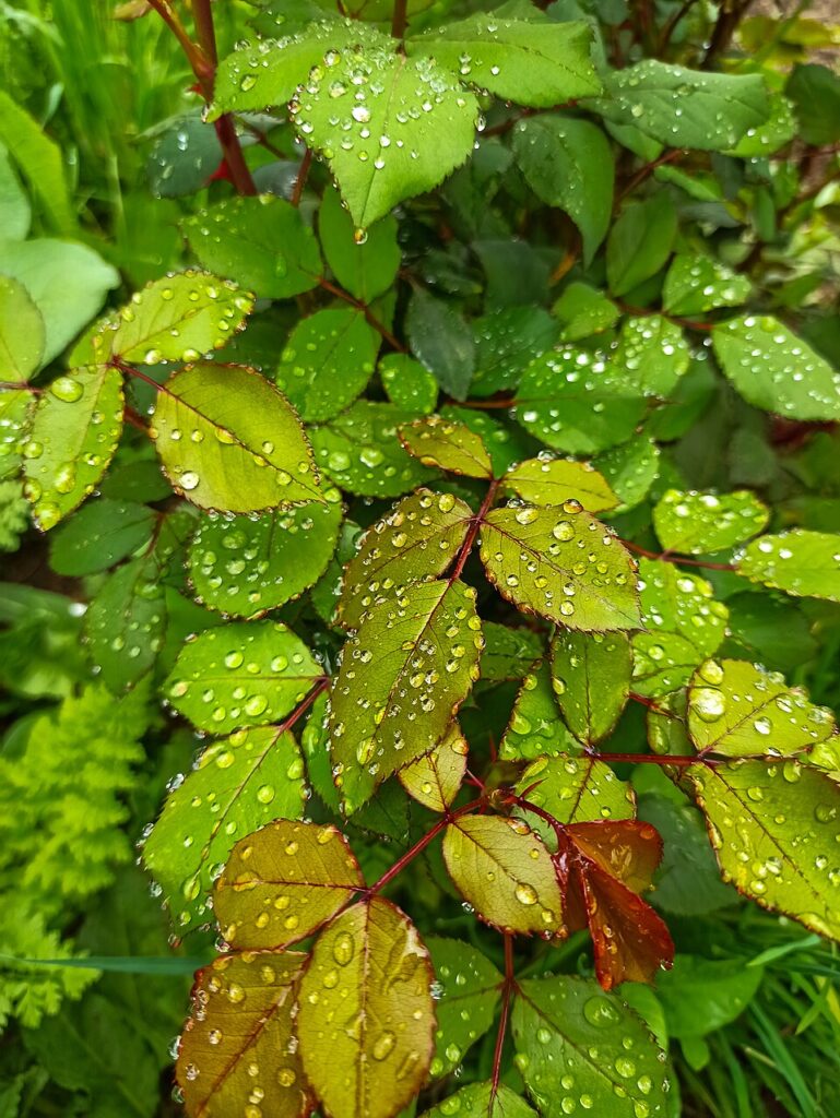 Rose leaves in Rind village