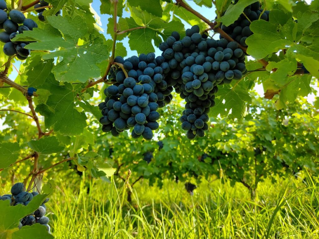 Ռինդի խաղողի այգիներ