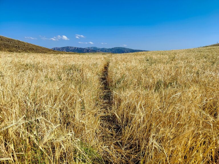 Wheat field in Rind village